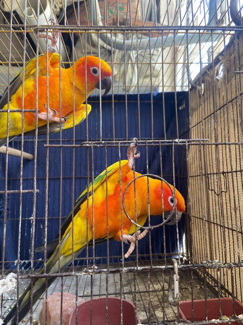 Sunconure Bonded Pair 0