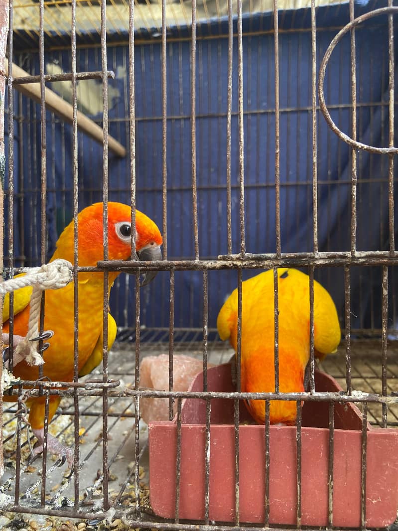 Sunconure Bonded Pair 1
