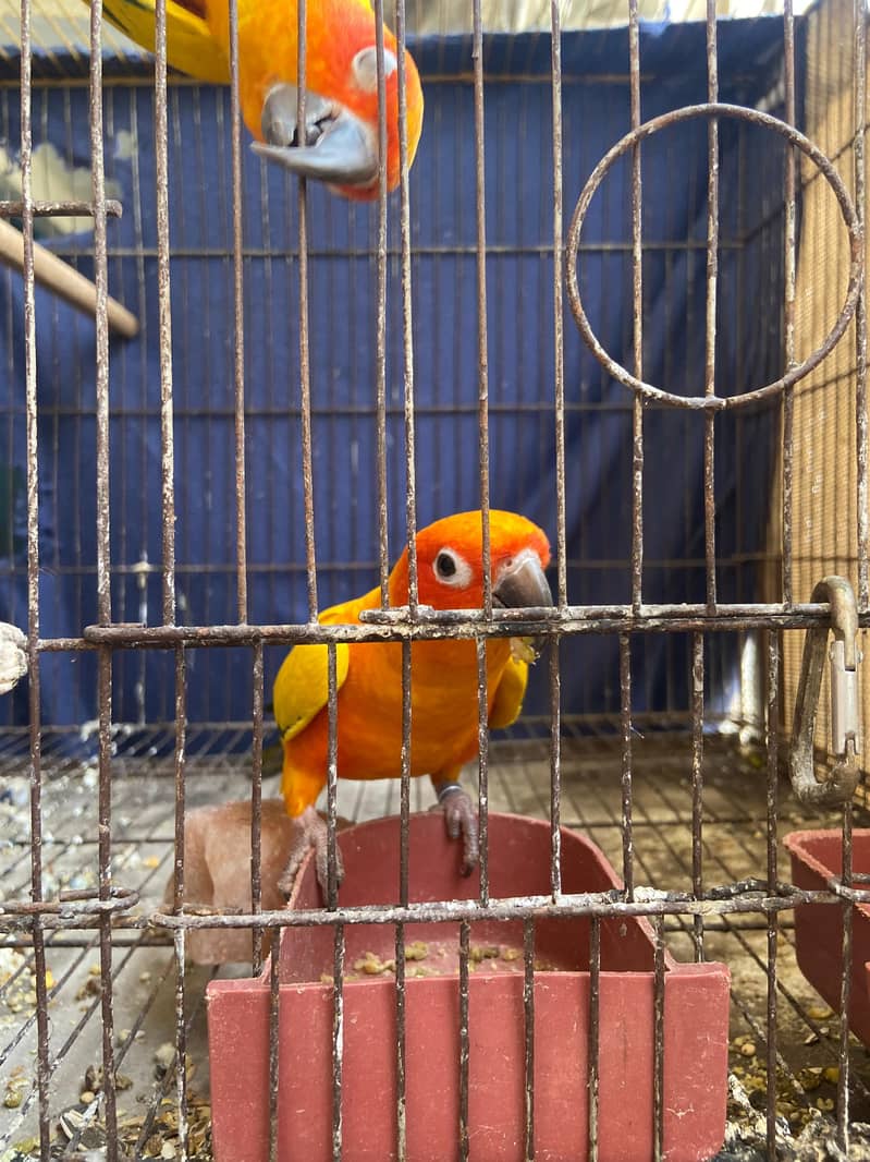 Sunconure Bonded Pair 3