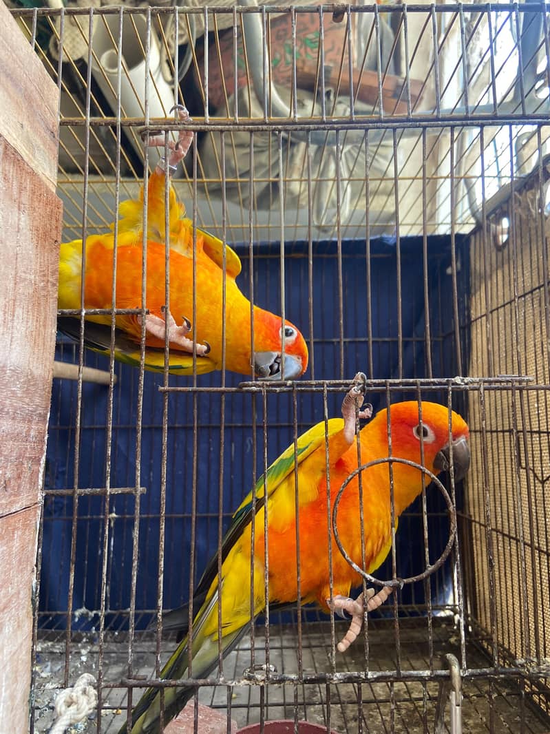 Sunconure Bonded Pair 4