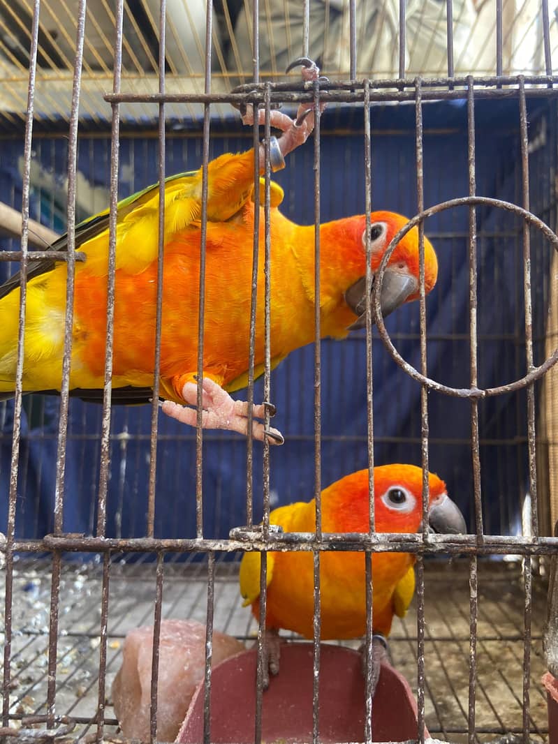 Sunconure Bonded Pair 5