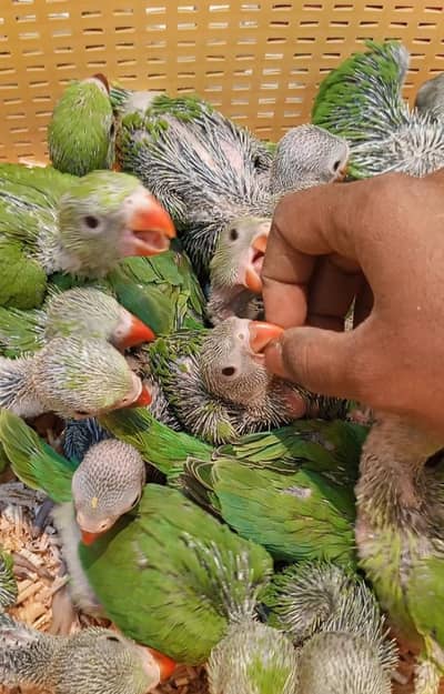 local kashmiri Pahari raw ringneck chicks