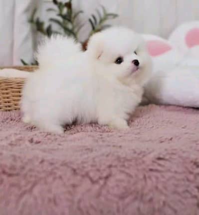 Pomeranian puppies for sale 2 month age Whatsapp no 03071462214