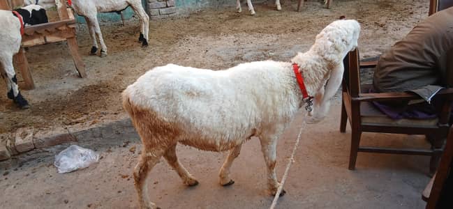 special for qurbani 2026