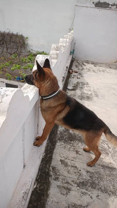 German shepherd Double coat