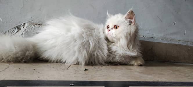 persian cat