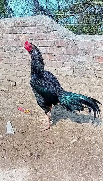beautiful quality cross male availble
