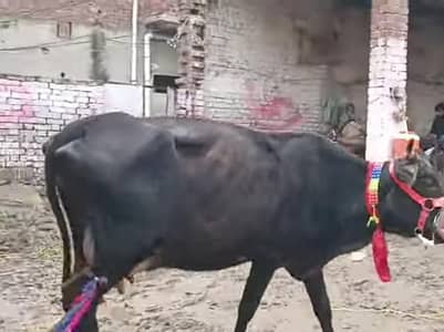 cow for sale