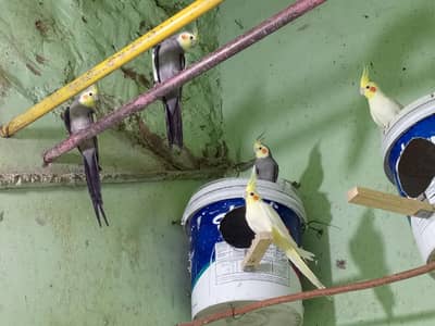 5 cocktail parrots, cages with breeding boxes budgies ki matkian 44,