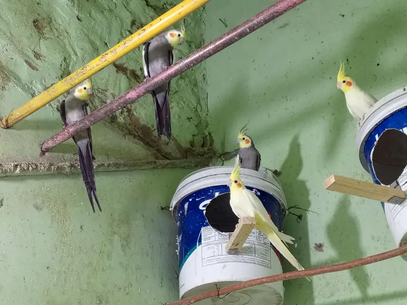 5 cocktail parrots, cages with breeding boxes budgies ki matkian 44,