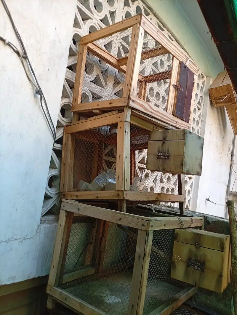 5 cocktail parrots, cages with breeding boxes budgies ki matkian 44, — photo 4