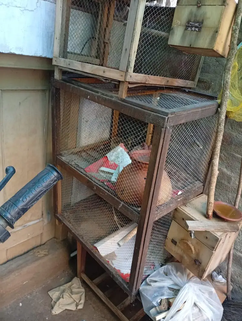 5 cocktail parrots, cages with breeding boxes budgies ki matkian 44, — photo 5