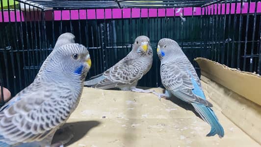 Violet and Grey Black Face Ready to First Breed Available for Sale