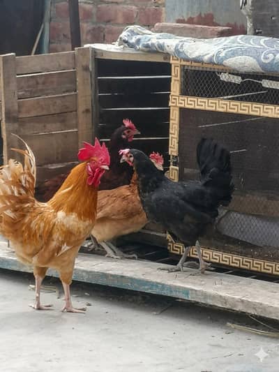 ghr ki murgia hai 4 murgia 1 murga hai egg 4 de rahi hai Guarantee hai