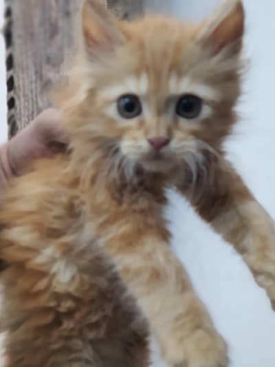2 months Persian Kitten Available for sale