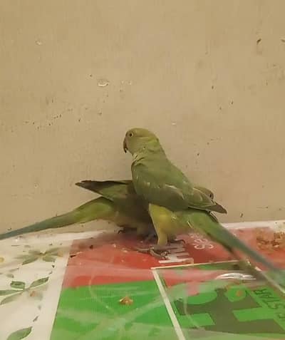 Rose-ringed parakeet