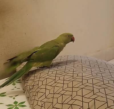 Rose-ringed parakeet