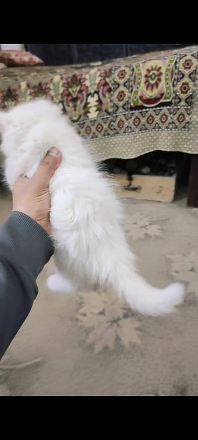 Persian cat for sale my WhatsApp number  0370-36-59-905