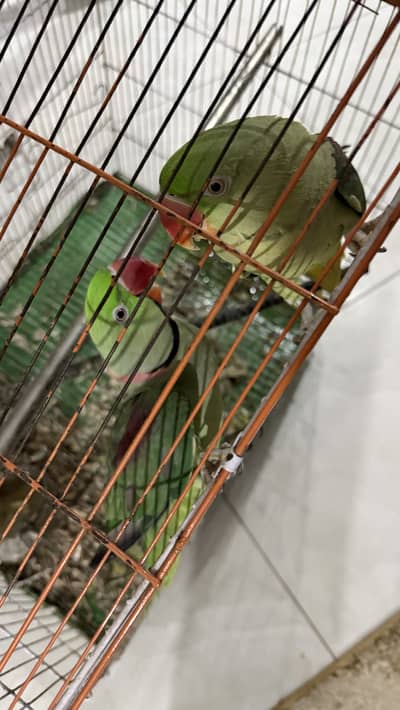 Alexander Parrot kashmiri Raa Pair Raw male and female tamed