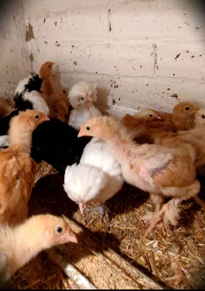 Buff and Polish chicks