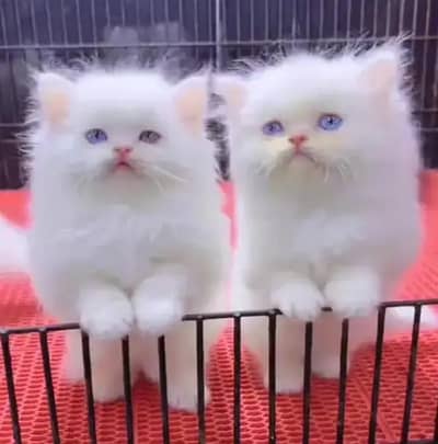 Persian female kitten for sale delivery available all Pakistan