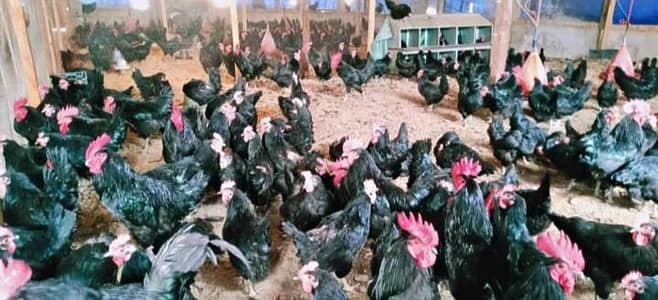 Breeder male 2500 15 pc  Location kallar syedan