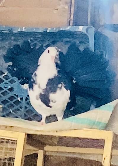 English faintail breeder MALE  03115733578 whats