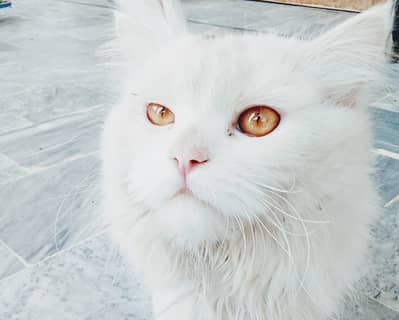 Persian white cat for sale