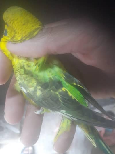 Australian male quality bird