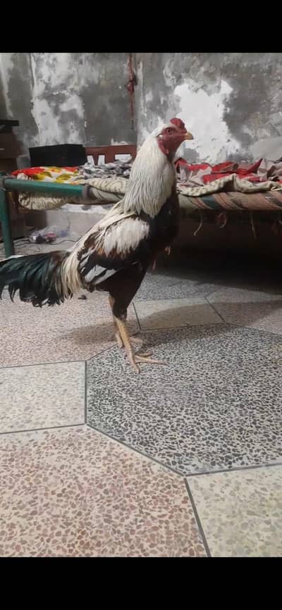pure aseel 3kg + weight 100% jawa murg full active