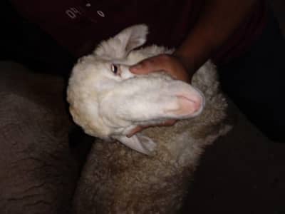 2dumba h qurbani py tayyar h