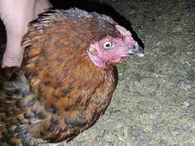 Aseel Kurak murgi for sale