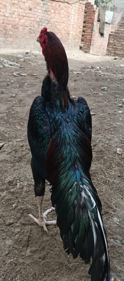 asel pair far sel achi hight men jis ko bahi ne Lena ho rabta Kary