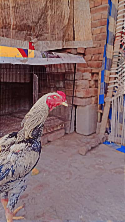 masallah achi growth Kr rha hy