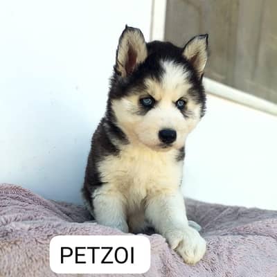 Premium Siberian husky Puppy