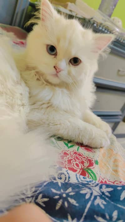 Persian cat for sale odd eyes