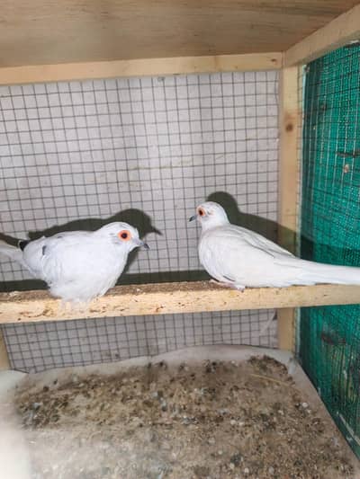 Dove/pied/khumray/Red/Diamond/Blue/Cream Red eye pair pric km ho jy gi