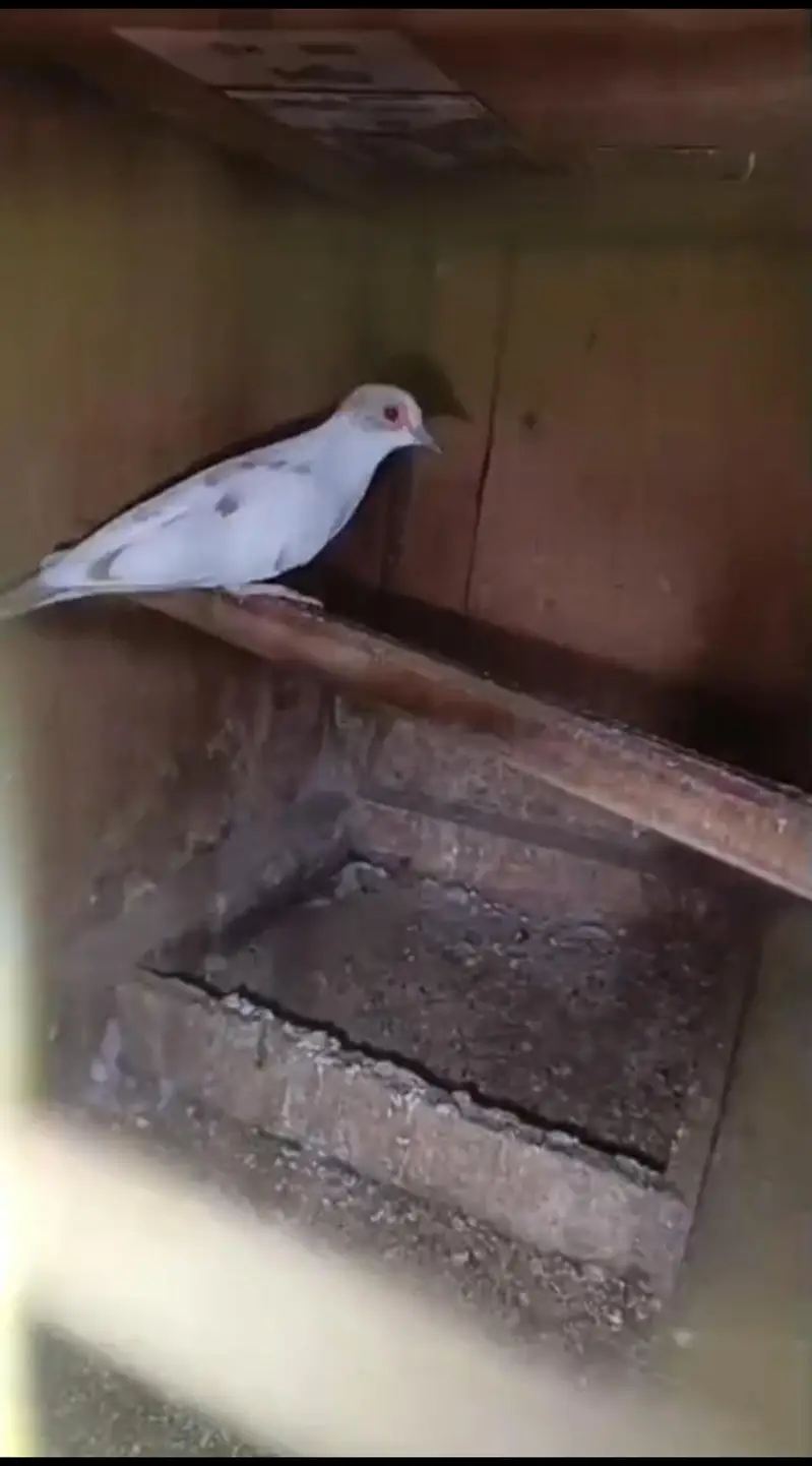 Dove/pied/khumray/Red/Diamond/Blue/Cream Red eye pair pric km ho jy gi — photo 3