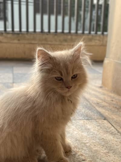 Persian cat 3 months