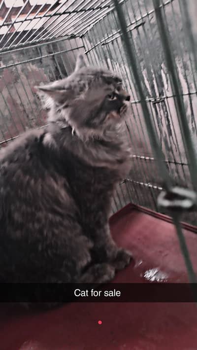 cat for sale