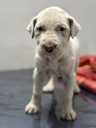 Female Bully Gultaeir Dog