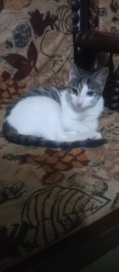 Pet Cat For Sale/ Adoption.