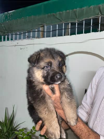 German Shepherd  puppy for sale