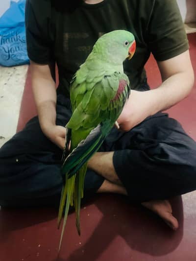 Raw phari 7 months ka h