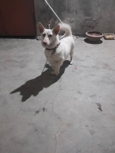 Russian dog full trained