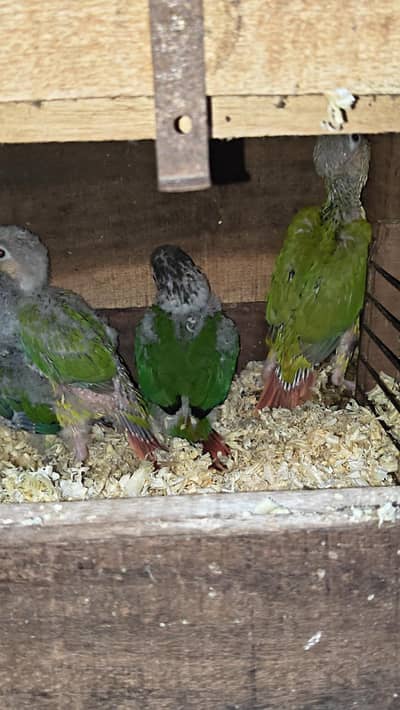 Pineapple / Green Cheek / Blue Tourquiz Conure