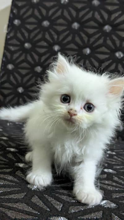 Persian cats Male female kitten