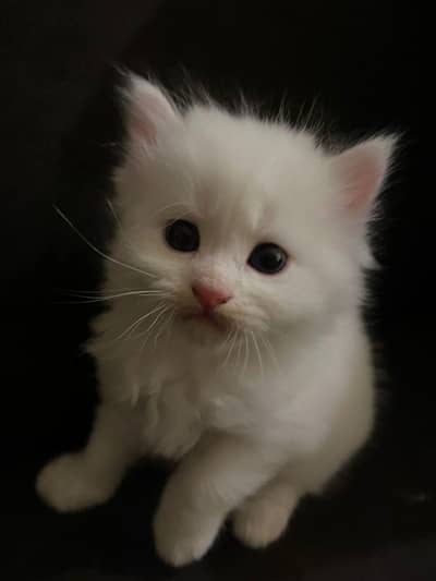 persian kittens punch face only baby