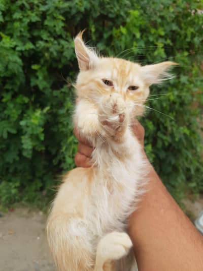 cute persian kittens for sale   watsapp no 03165599771