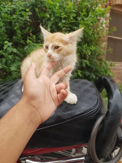 cute persian kittens for sale   watsapp no 03165599771